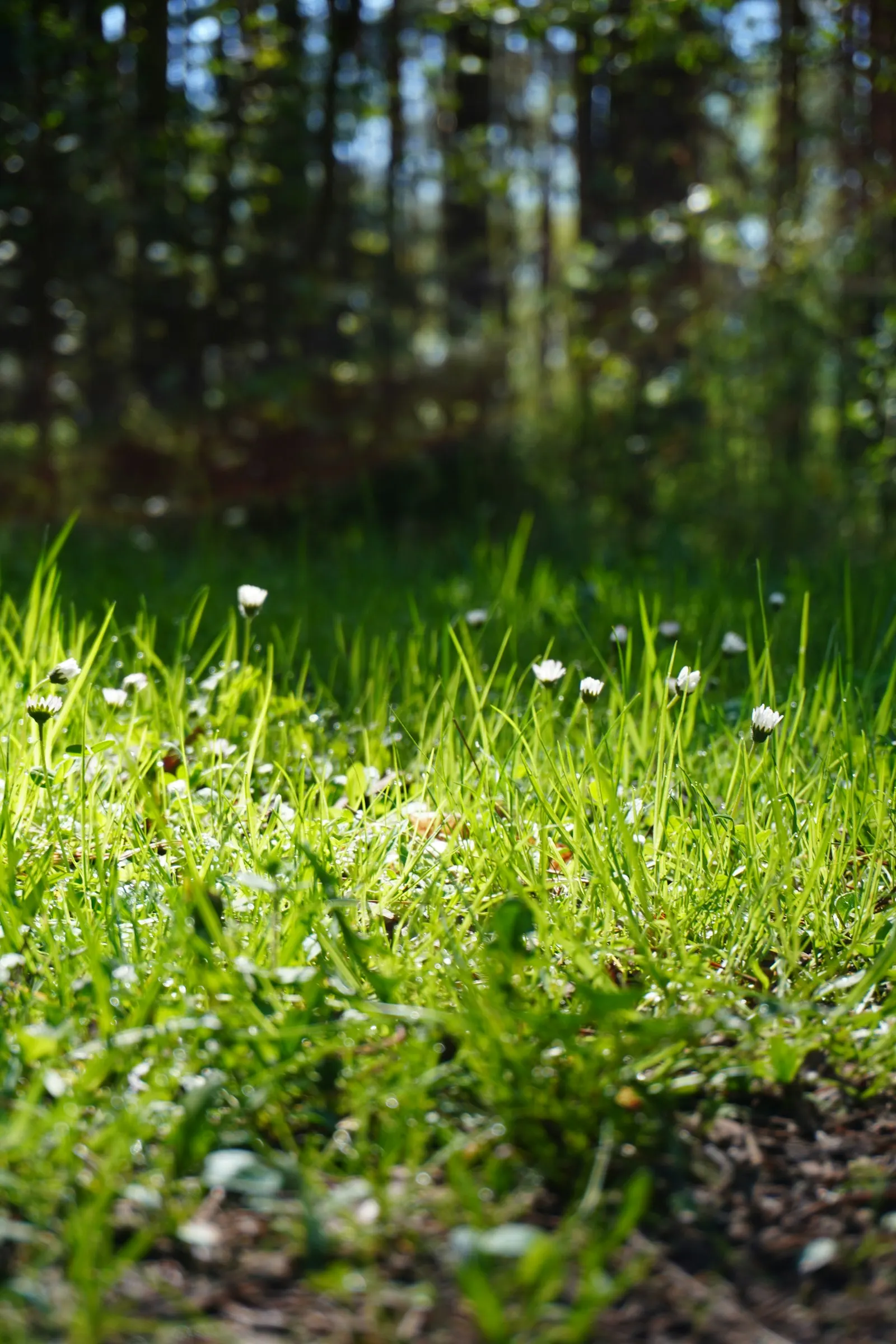 Meadow inspiration
